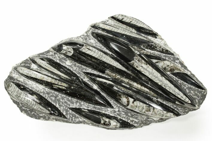 Polished Fossil Orthoceras (Cephalopod) Plate - Morocco #359666